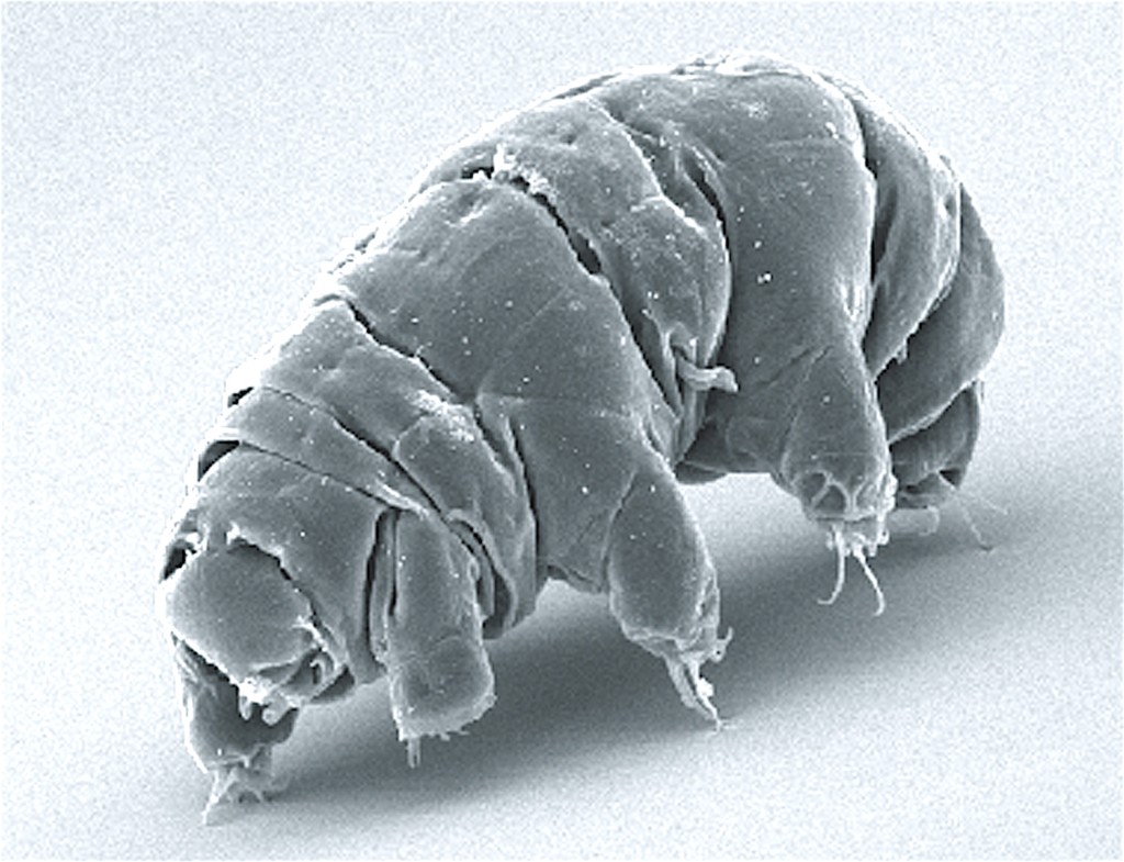Gli animali più strani Tardigradi