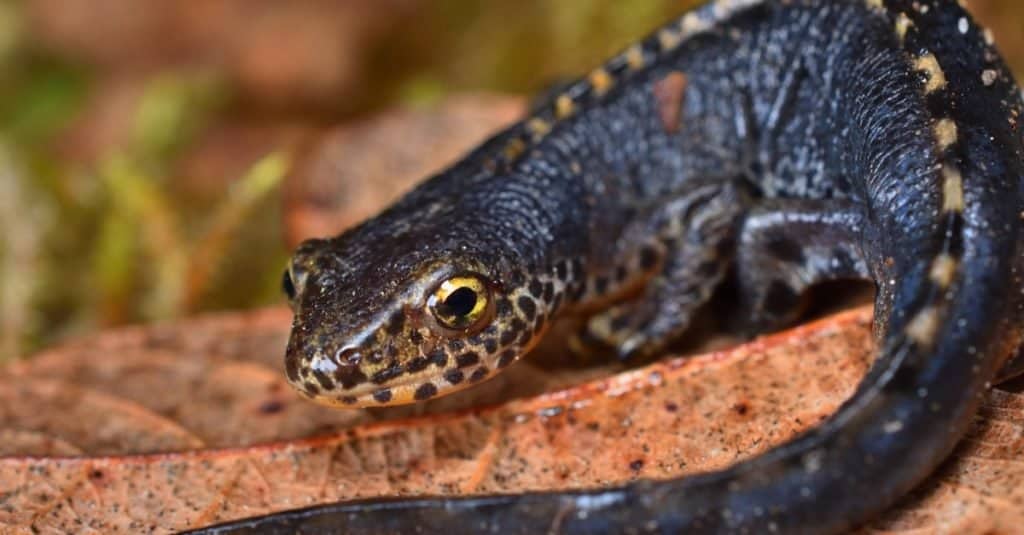 Tritone alpino europeo maschio maturo Ichthyosaura alpestris mentre vagava vicino allo stagno durante la notte nella Germania meridionale