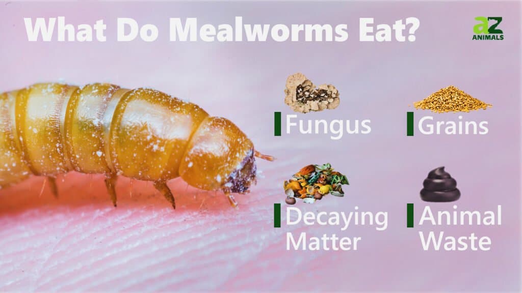 Cosa mangiano i vermi della farina