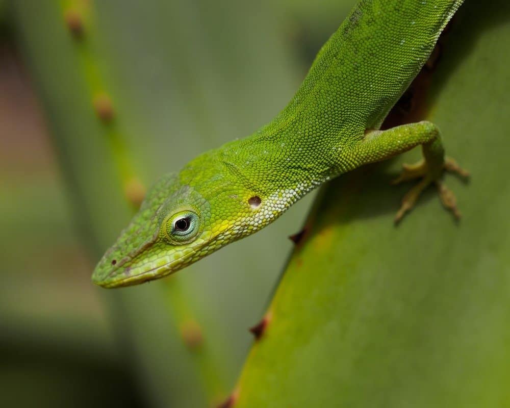 Ritratto di anole verde - Anolis carolinensis