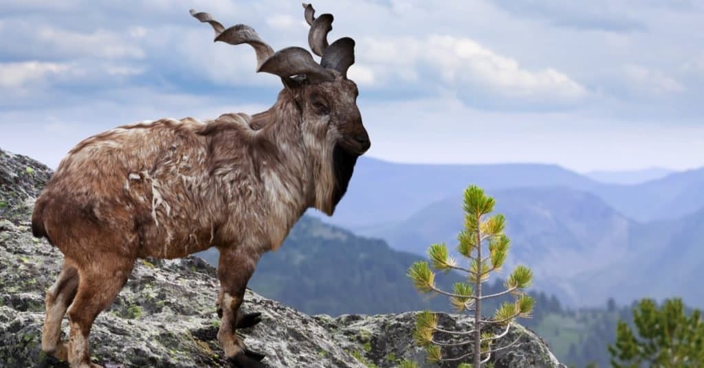 L'animale più strano: Markhor
