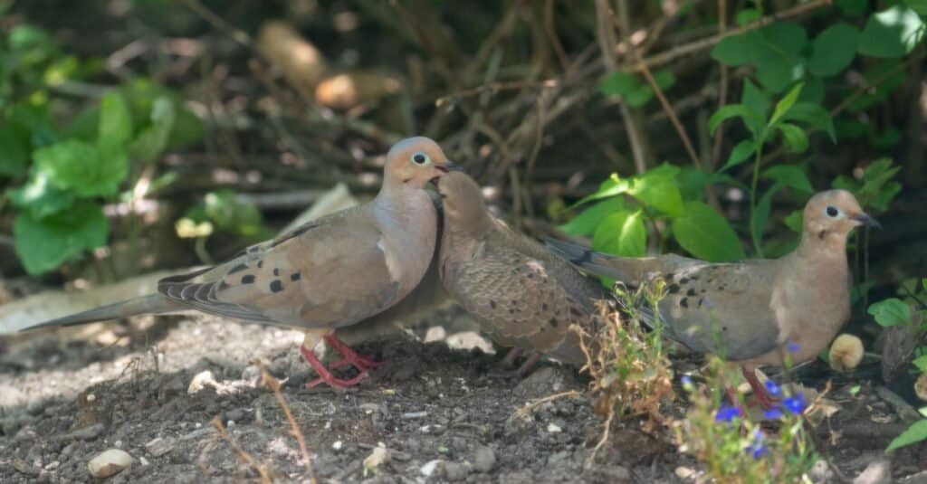 Le colombe in lutto mangiano - cercano cibo con gli altri