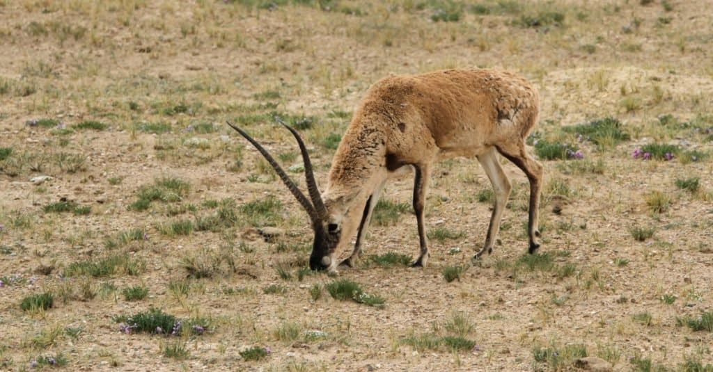 Cosa mangiano le gazzelle?