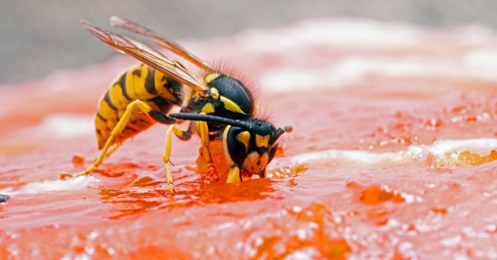 Cosa mangiano i giubbotti gialli - giubbotti gialli che mangiano salmone rosso