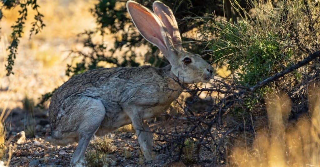 Incredibili animali del deserto: Antilope Jackrabbit