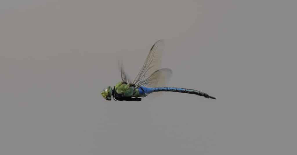 La più grande libellula è un dannatore gigante