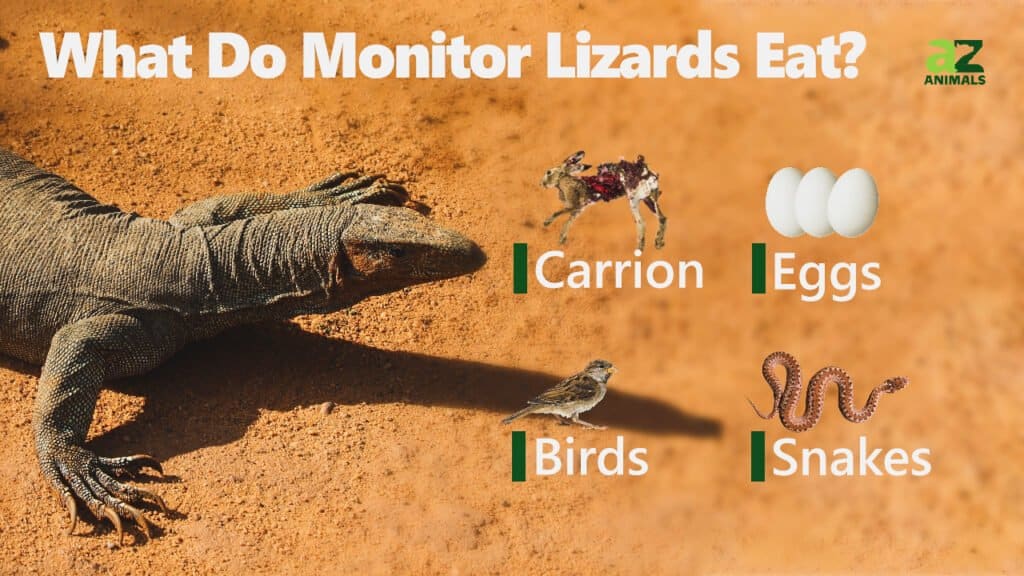Cosa mangiano le lucertole monitor