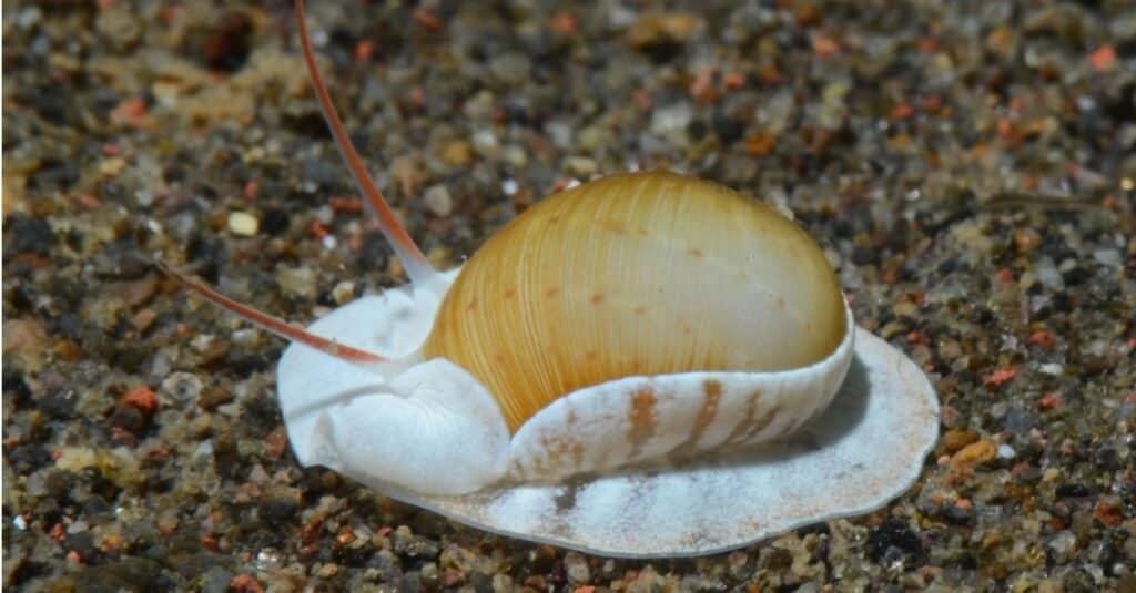 Cosa mangiano le lumache di mare?  - lumaca di mare che si muove lungo il fondo dell'oceano
