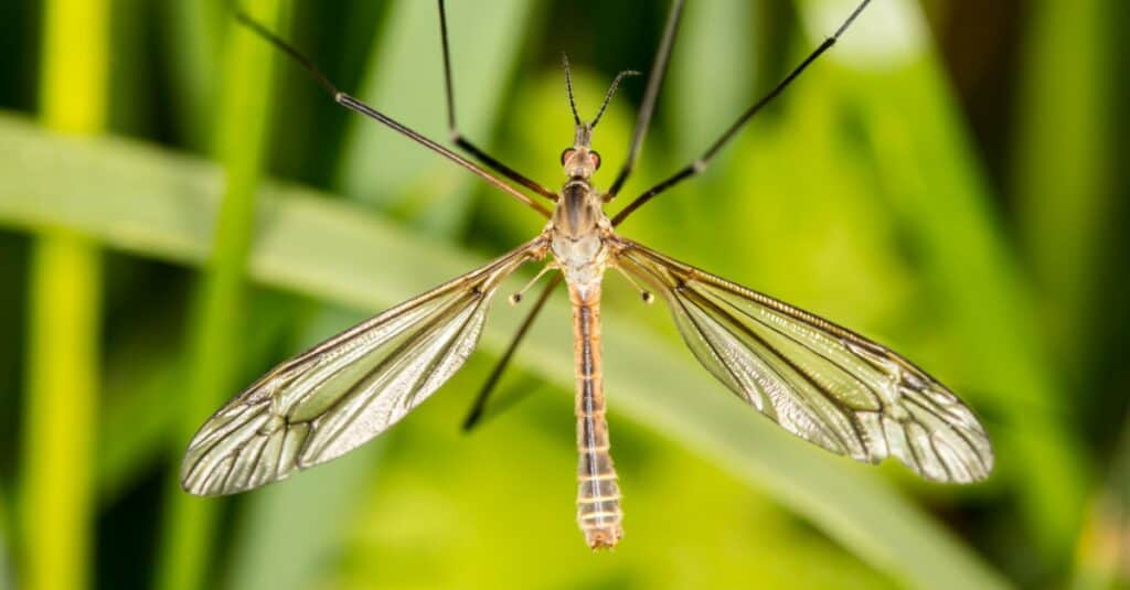 Mosca della gru