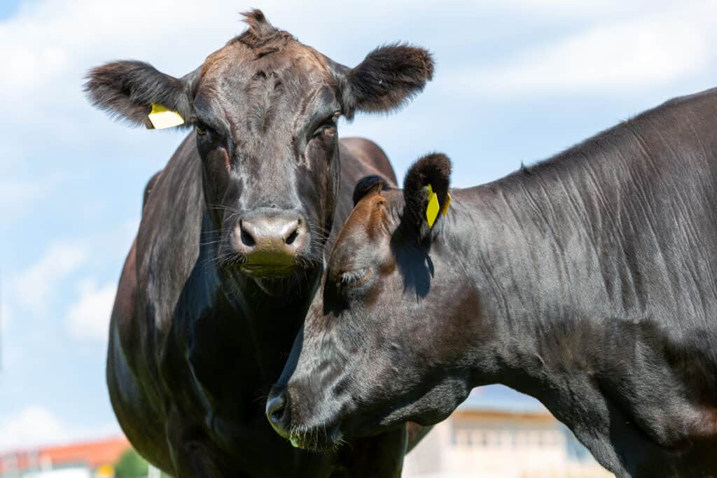 Bestiame Wagyu