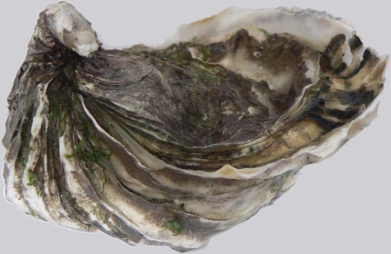 Ostrica su sfondo bianco