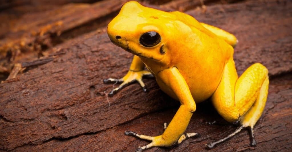 Cosa mangiano le rane avvelenate?  - Giallo Poison Dart Frog su una foglia