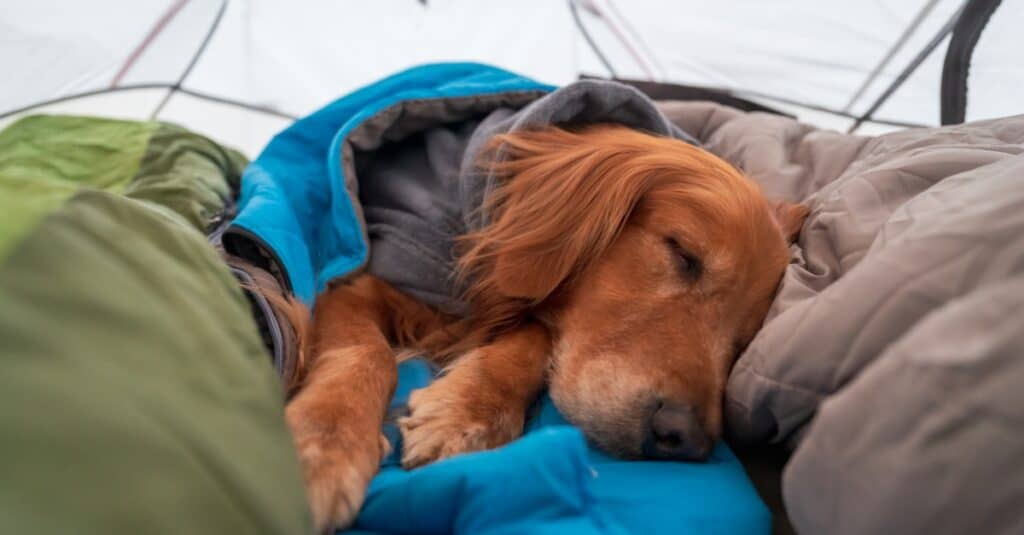 Setter irlandese contro Golden Retriever
