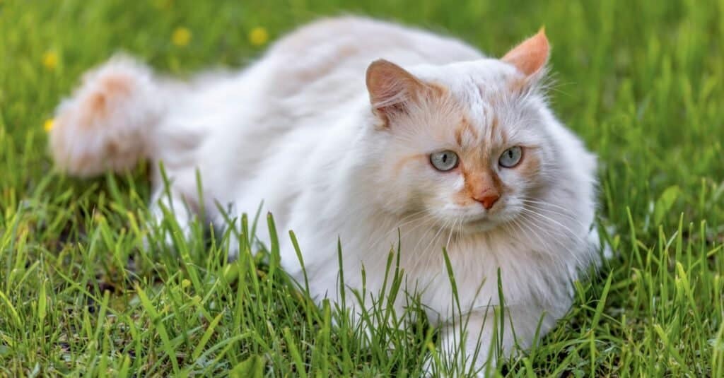 Turco Van cat