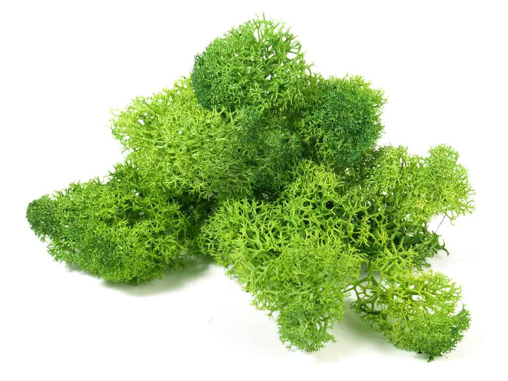 Ciuffo di muschio di renna