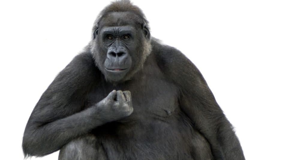 Giovane Gorilla Silverback davanti a uno sfondo bianco