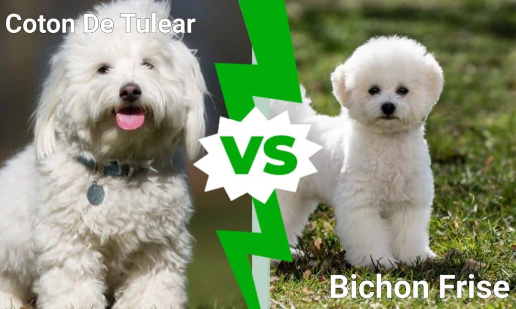 Coton De Tulear contro Bichon Frise