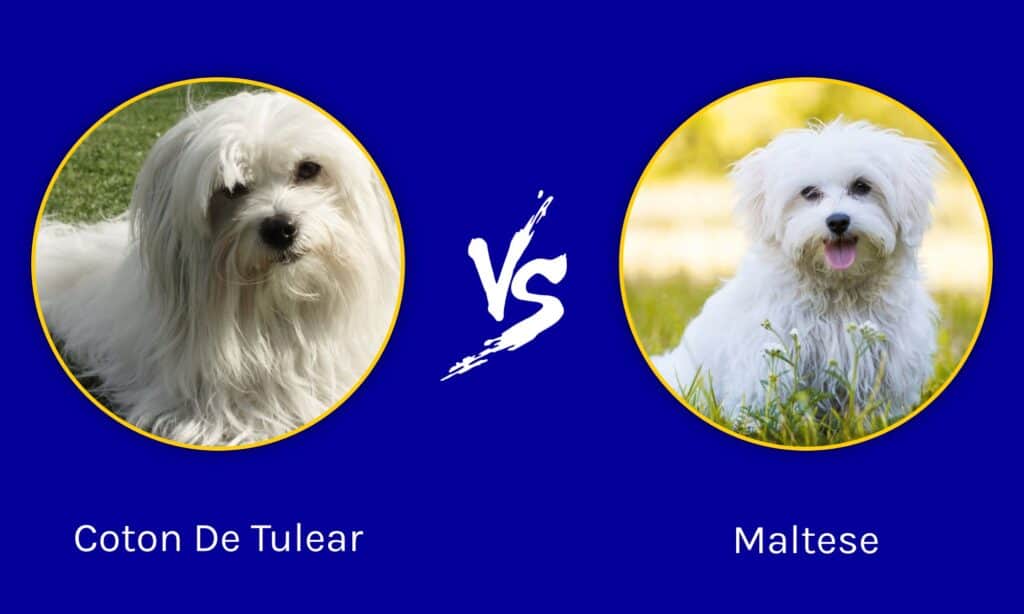 Coton De Tulear contro Maltese