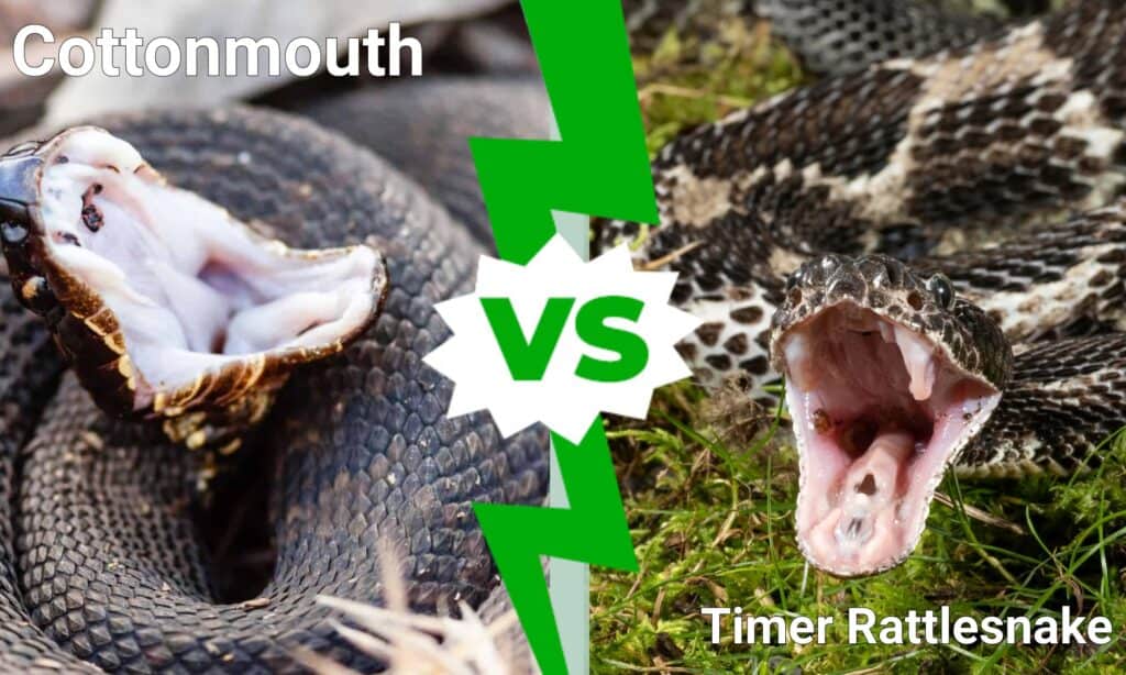 Cottonmouth contro Timer Rattlesnake