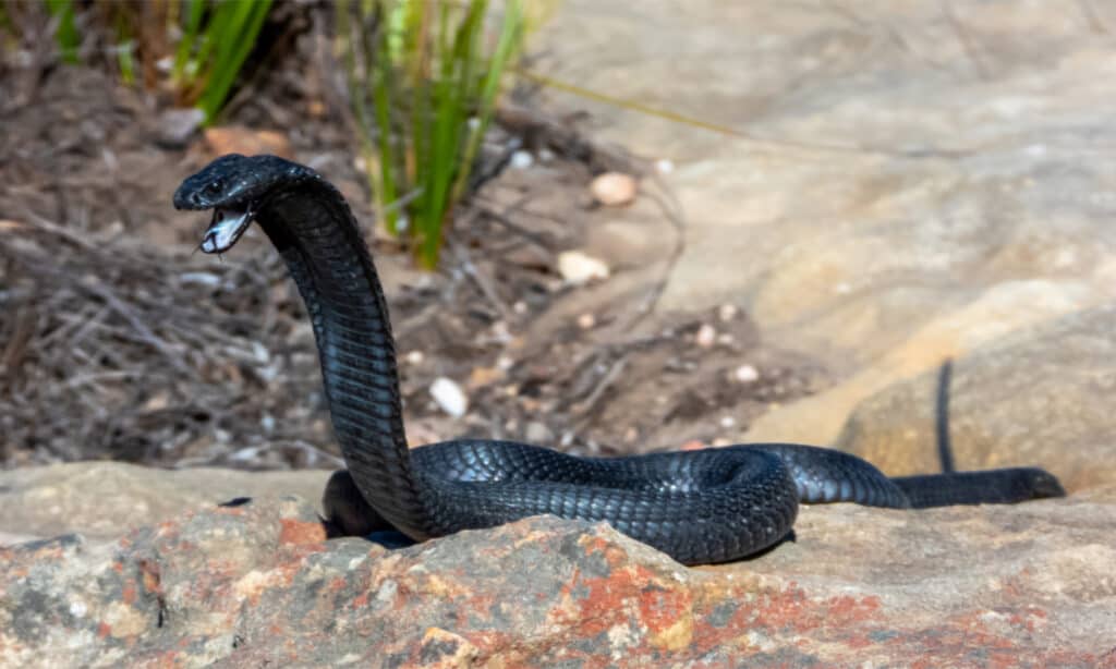 Cottonmouth vs Cobra: confronto tra due serpenti velenosi