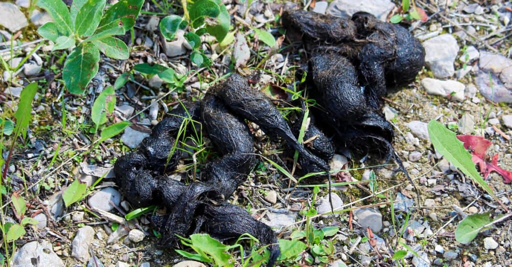 Coyote Scat: cacca di coyote