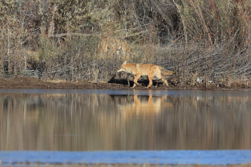 Coyote cammina lungo l'acqua