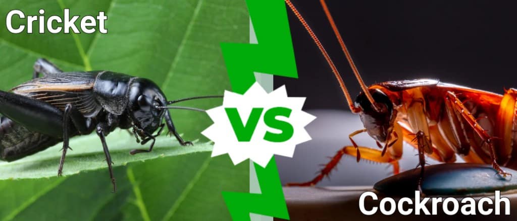Cricket contro scarafaggio