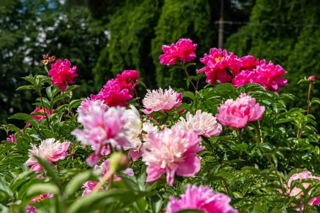 Peonie in fiore che crescono in campo con bellissimi fiori
