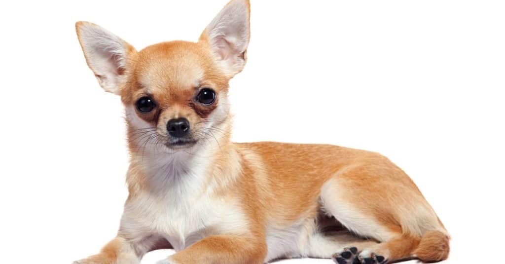Apple Head Chihuahua sdraiato, isolato su sfondo bianco.
