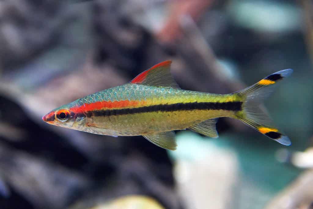 Barbo di Denison (Sahyadria denisonii)