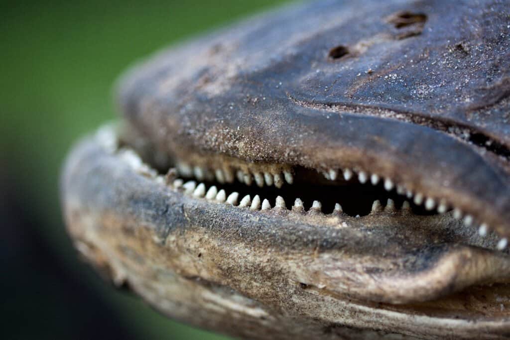 Arapaima Denti - Arapaima