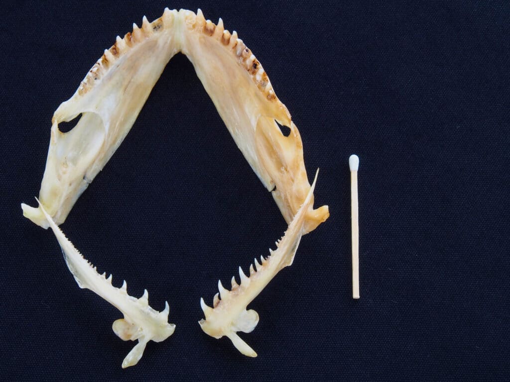 denti di passera