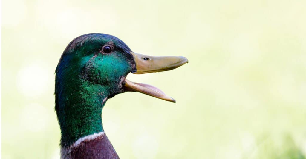 Denti d'anatra: primo piano della bocca d'anatra