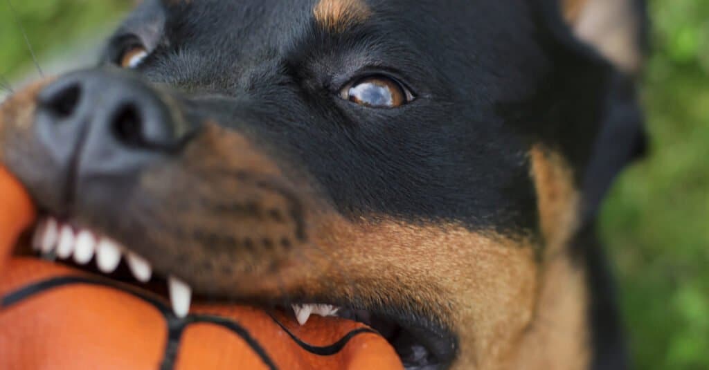Denti di Rottweiler - Rottweiler che morde