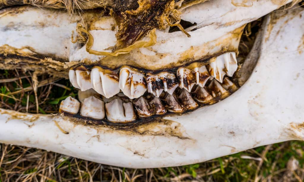 denti di alce