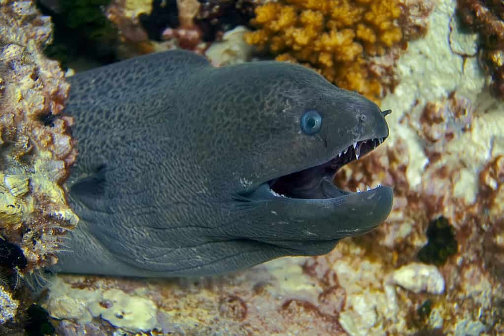 Denti di anguilla