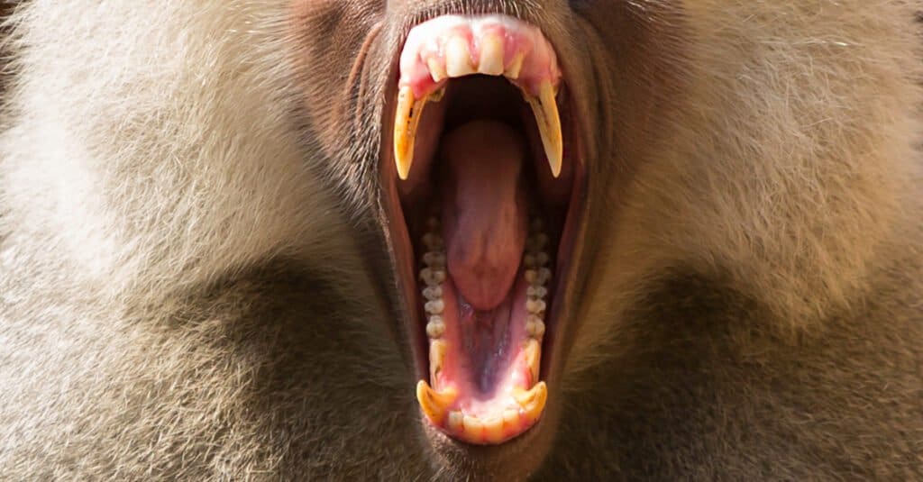 Babbuino Denti- Babbuino che sbadiglia