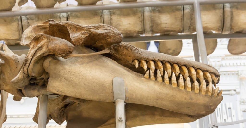 Denti di balena assassina - Teschio di balena assassina