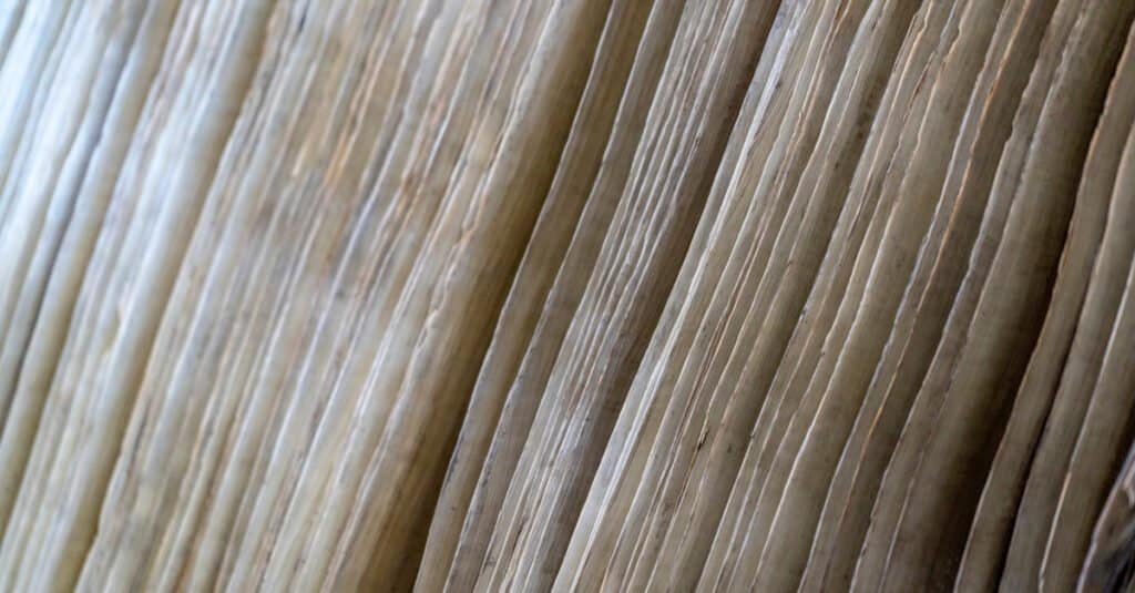 Denti di balenottera azzurra - Zoom sui piatti di Baleen