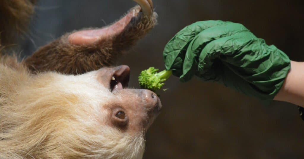 Denti di bradipo - Alimentazione di bradipo