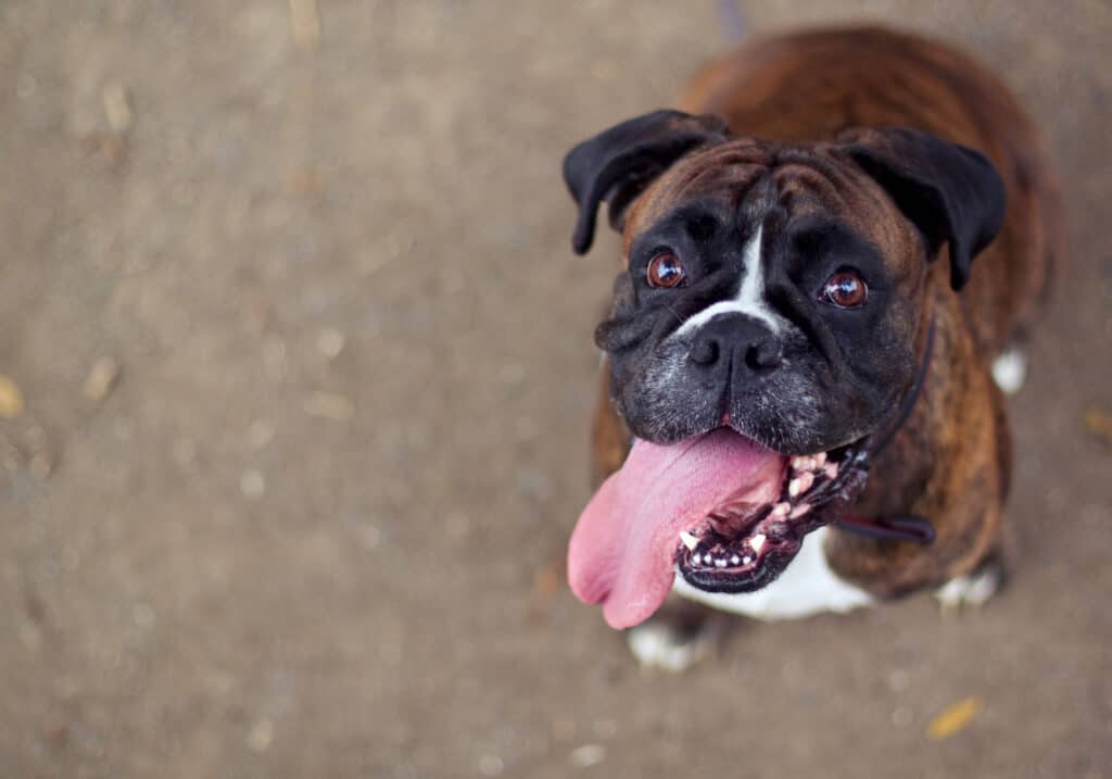 Denti di cane boxer
