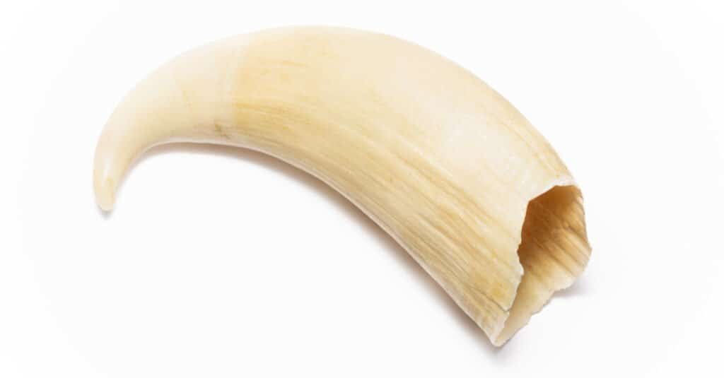 Denti di balena - Dente di capodoglio
