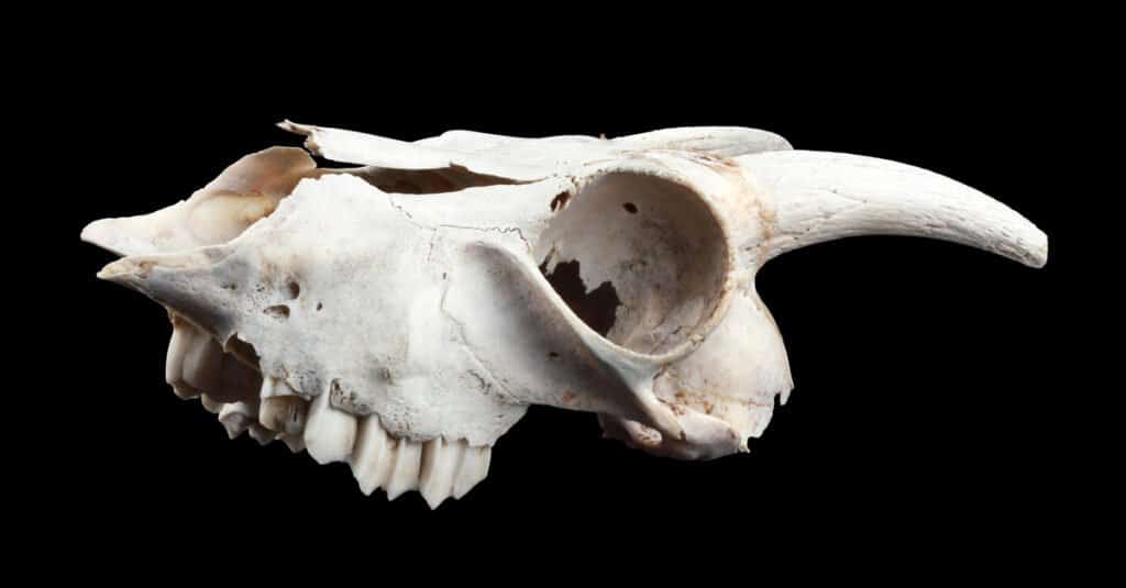 Le capre hanno i denti superiori - Teschio di capra