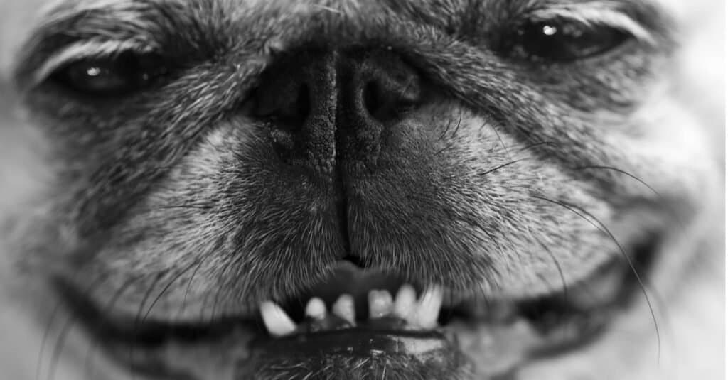 Denti di Pug - Primo piano dei denti di Pug