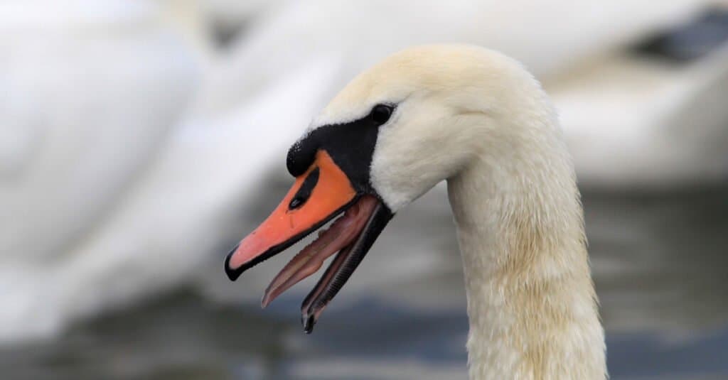 Denti di cigno - Becco di cigno