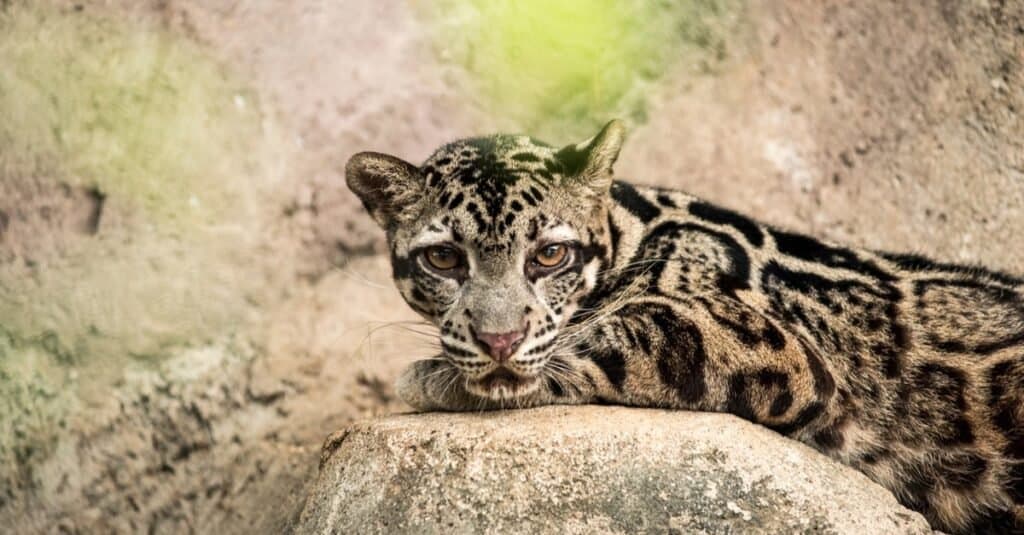 Tipi di giaguaro - Leopardo nebuloso della Sonda