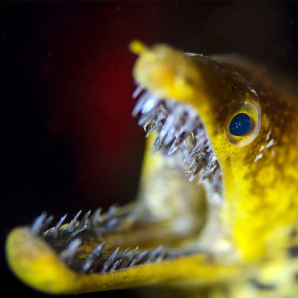 Moray Denti - Murena Zanna