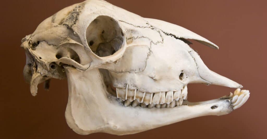 Denti di pecora - Teschio di pecora