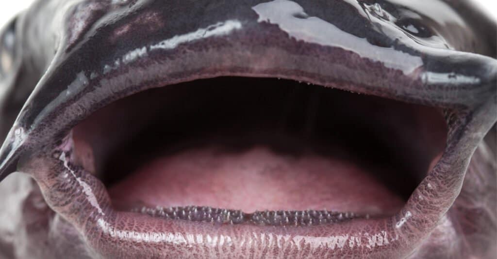 Denti di pesce gatto - Bocca di pesce gatto