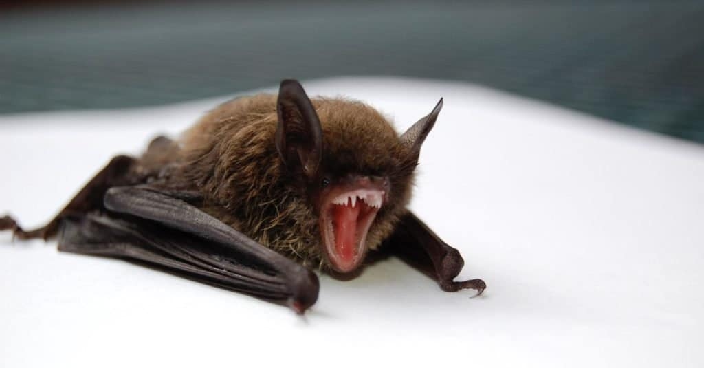 Primo piano di piccolo pipistrello marrone.